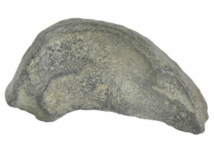 Fossil Whale Ear Bone - Miocene #177822